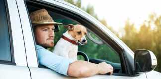 man and dog driving in a car