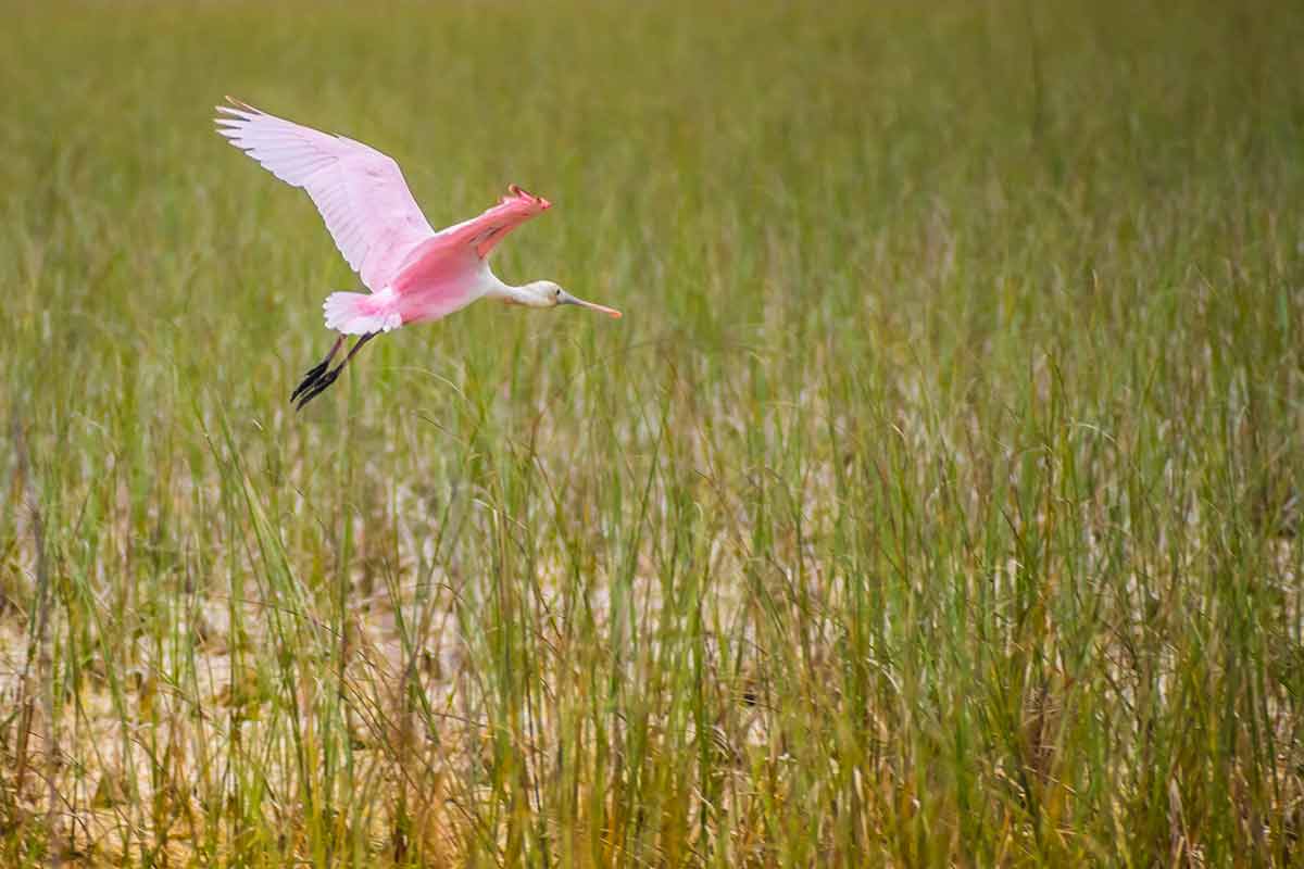 how many national parks are in florida Roseate Spoonbill