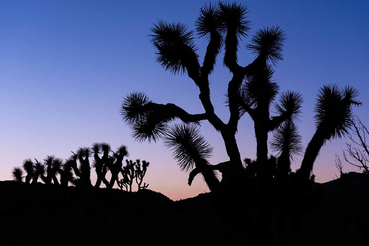 how many national parks are there in california Silhouetted Joshua trees against purple sky