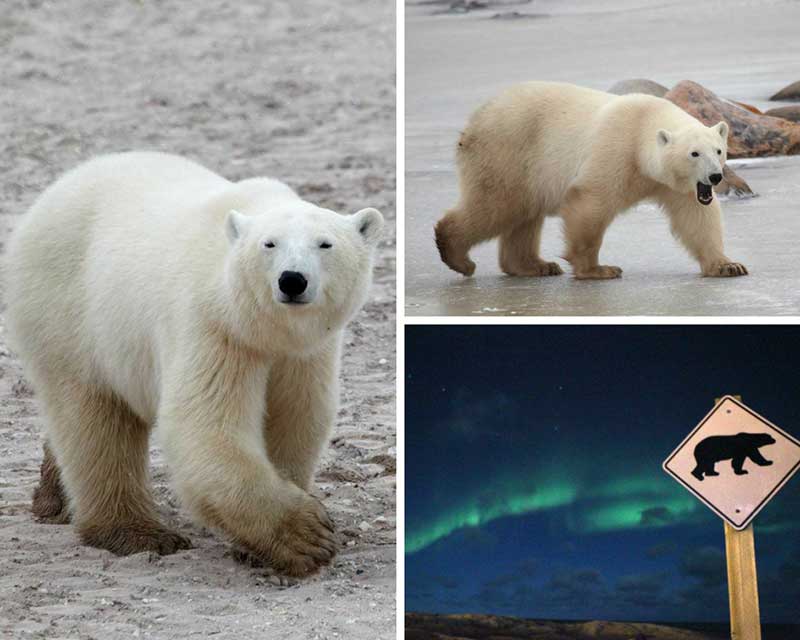 How Many Polar Bears Are Left