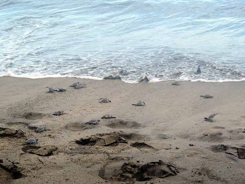 a dozen baby turtles walking across the sand into the water on a huatulco beach Mexico