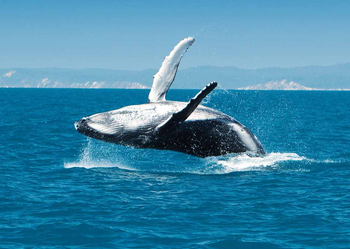 humpbaack whale breaching