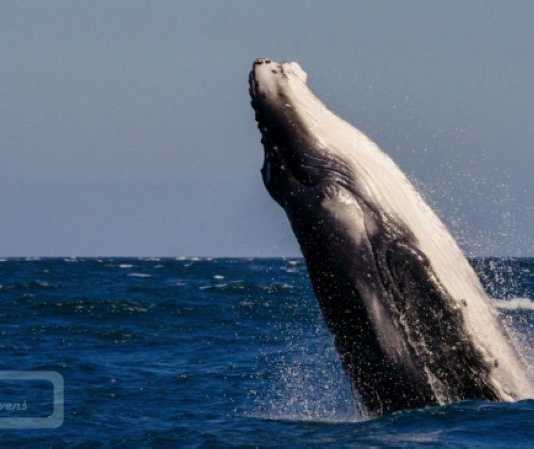 Swimming with whales Mooloolaba humpback whales