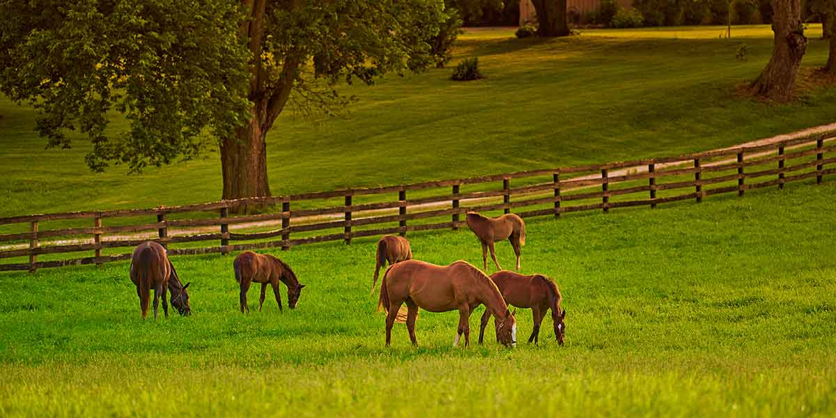 important landmarks in kentucky horses grazing