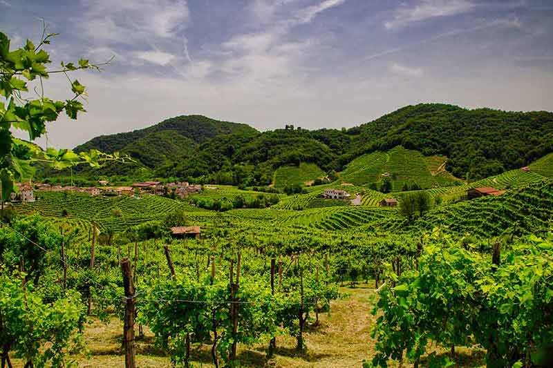 italian drinks with prosecco Prosecco vineyards