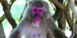 arashiyama monkey park