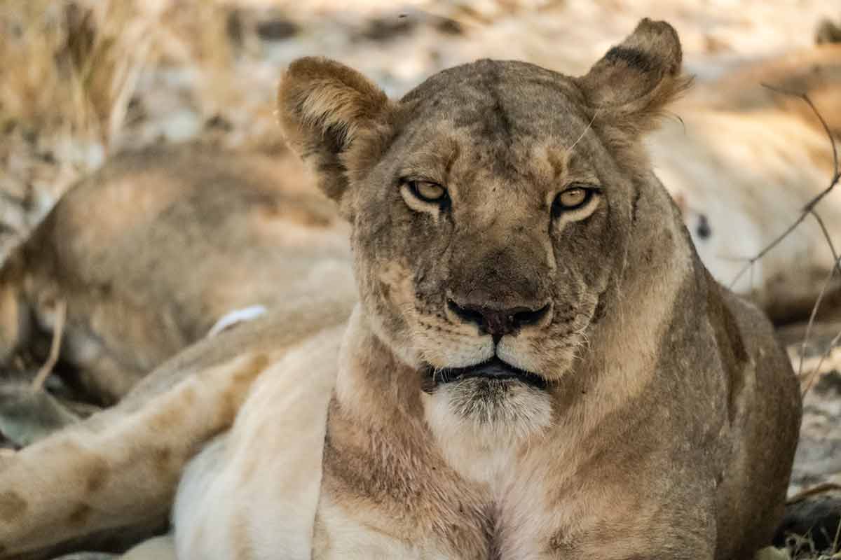 Beautiful Lioness Resting After Hunting