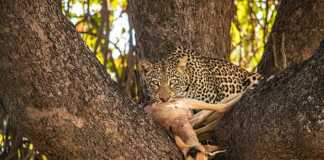 Leopard Eating An Impala On A Tree