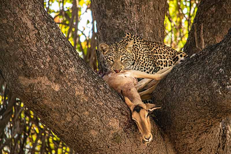 Leopard Eating An Impala On A Tree