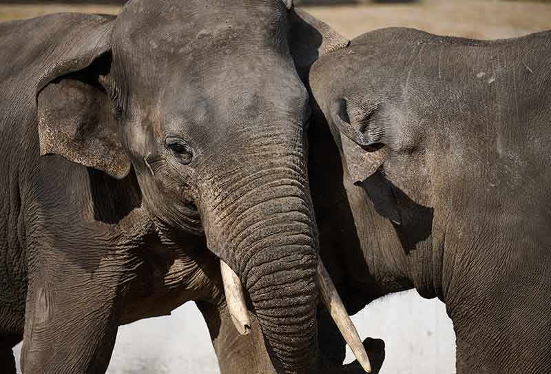 Two Adult Elephants Stand Intertwined