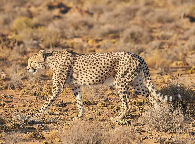 Wildlife, Cheetah And Walking In Safari Nature