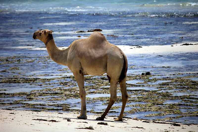 kenya africa beaches camel on the beach