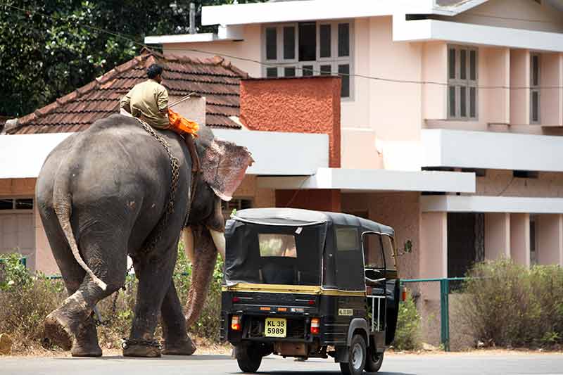 kerala elephant and tuktuk