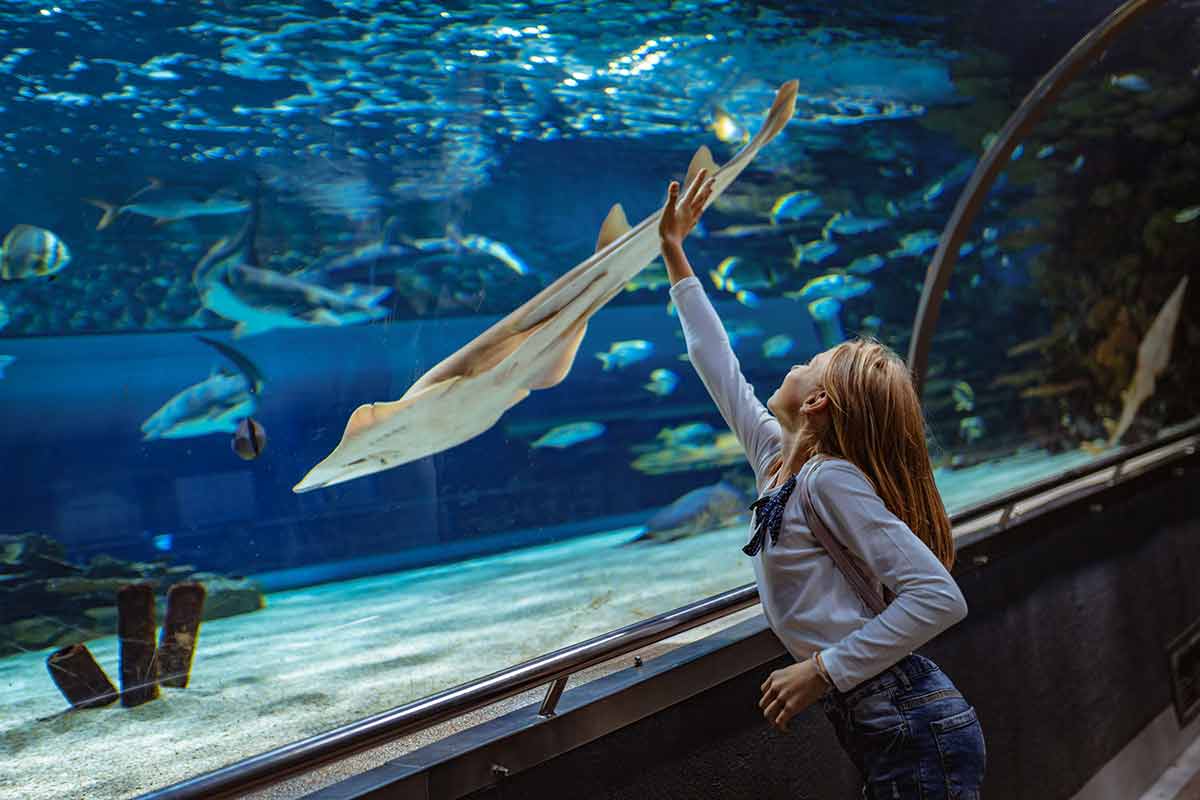 kid friendly things to do in concord nc Young girl standing outstretched against aquarium glass fascinated by ocean world and touches the devilfish in an oceanarium tunnel.