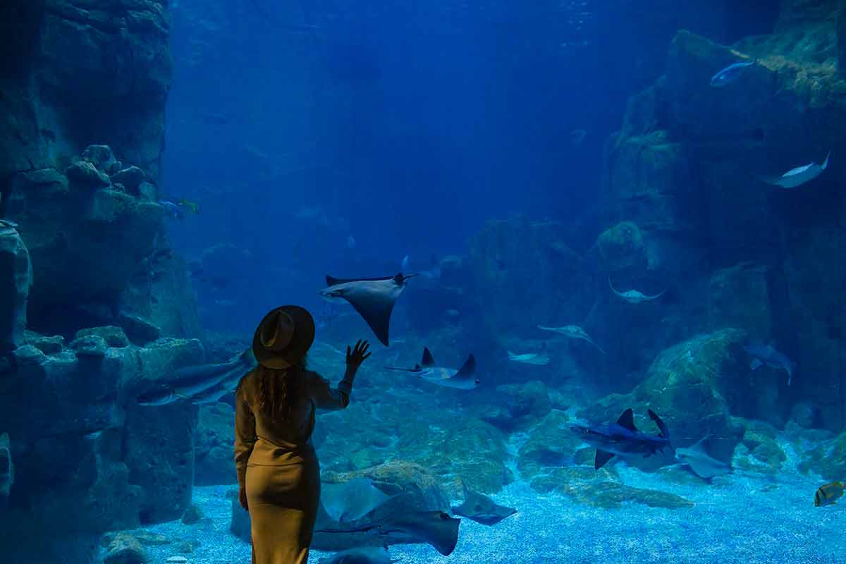 A Young Woman Touches A Stingray Fish In An Oceanarium Tunnel