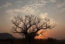 kimberleys