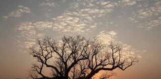 kimberleys