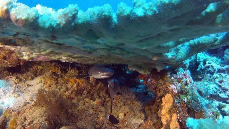 Komodo National Park diving: sharks under a rock.