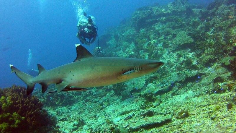 Komodo National Park diving: a scuba diver and reef shark
