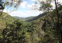 This Sunshine Coast Waterfall Walk Is Pure Magic kondalilla falls montville