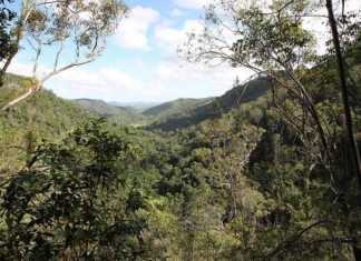 This Sunshine Coast Waterfall Walk Is Pure Magic kondalilla falls montville
