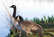 Kuna, Idaho: The Quiet Idaho Town You’ll Wish You’d Visited Sooner kuna idaho canadian geese