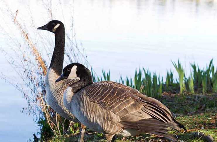 Kuna, Idaho: The Quiet Idaho Town You’ll Wish You’d Visited Sooner kuna idaho canadian geese