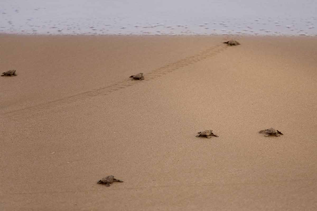 Baby turtles making it's way to the ocean in La Paz, baja california sur