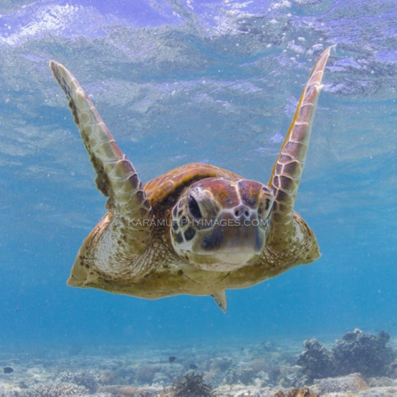 Lady Elliot Island turtle swimming
