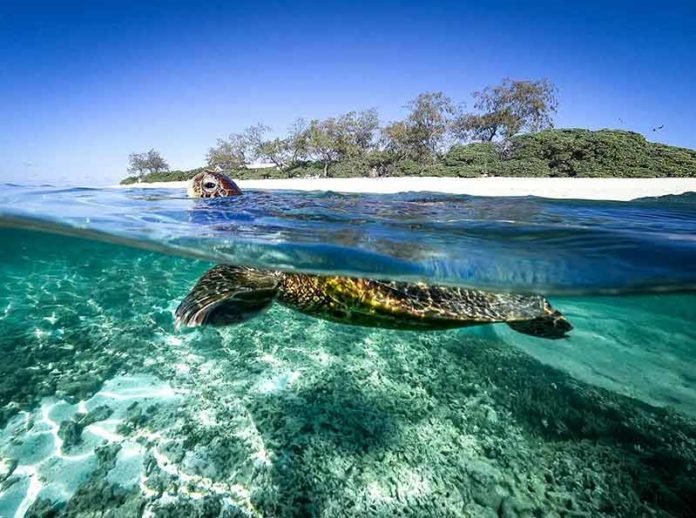 Lady Elliot Island - The Ultimate Guide To Visiting In 2024