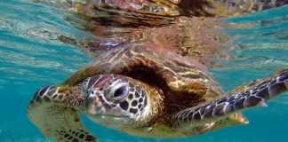 Turtle swimming around Lady Elliot Island
