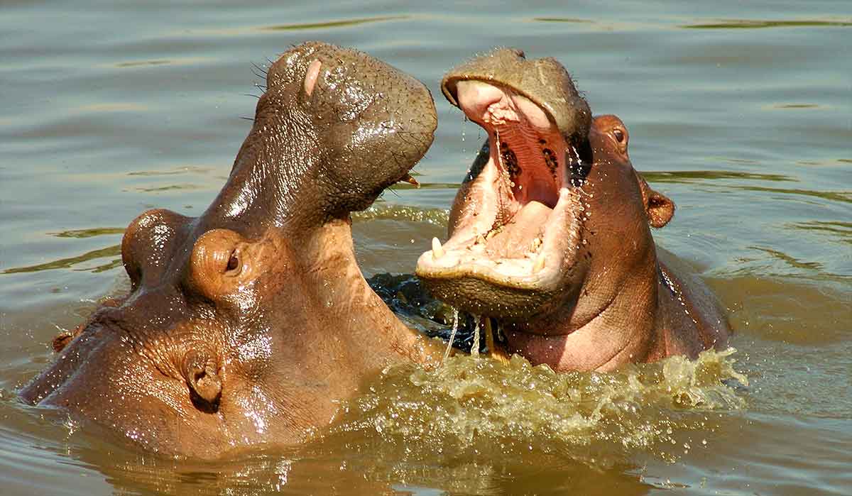 lake tanganyika two hippos with mouths wide open in the river