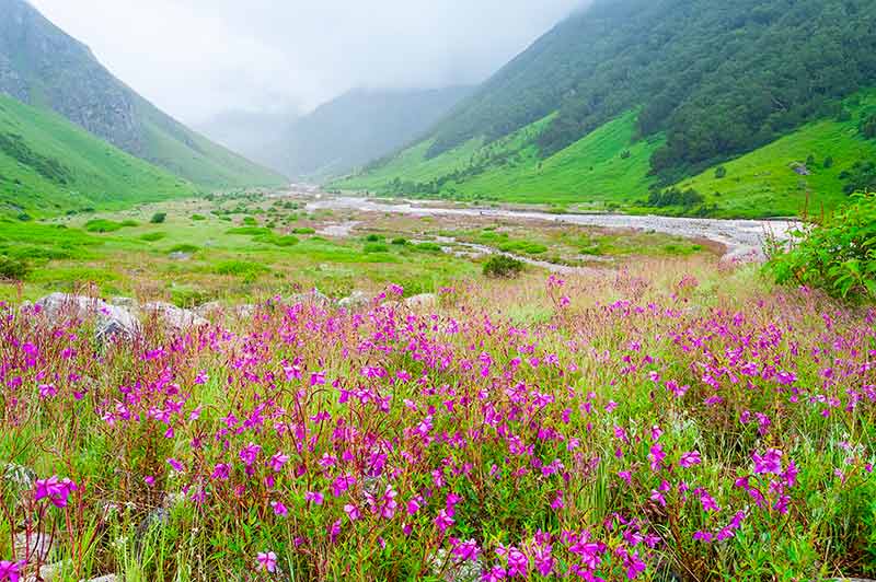 landmark in india valley of flowers