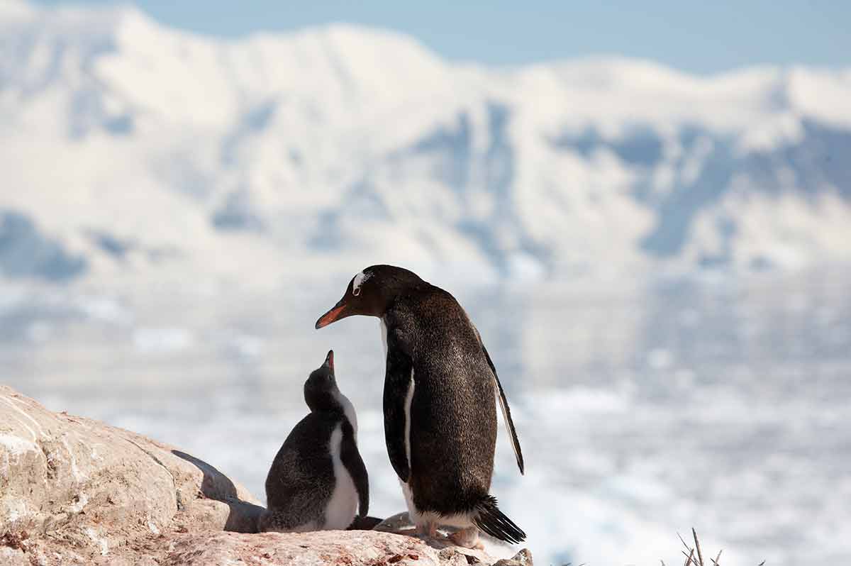 landmarks in antarctica penguins two gentoo penguins