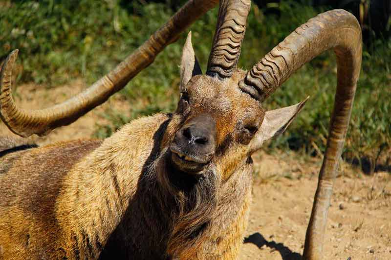 nubian ibex with long curly horns