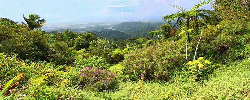 landmarks of puerto rico lush tropical forests of Puerto Rico