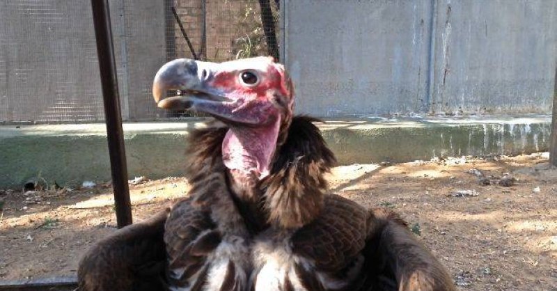 lappet faced vulture 