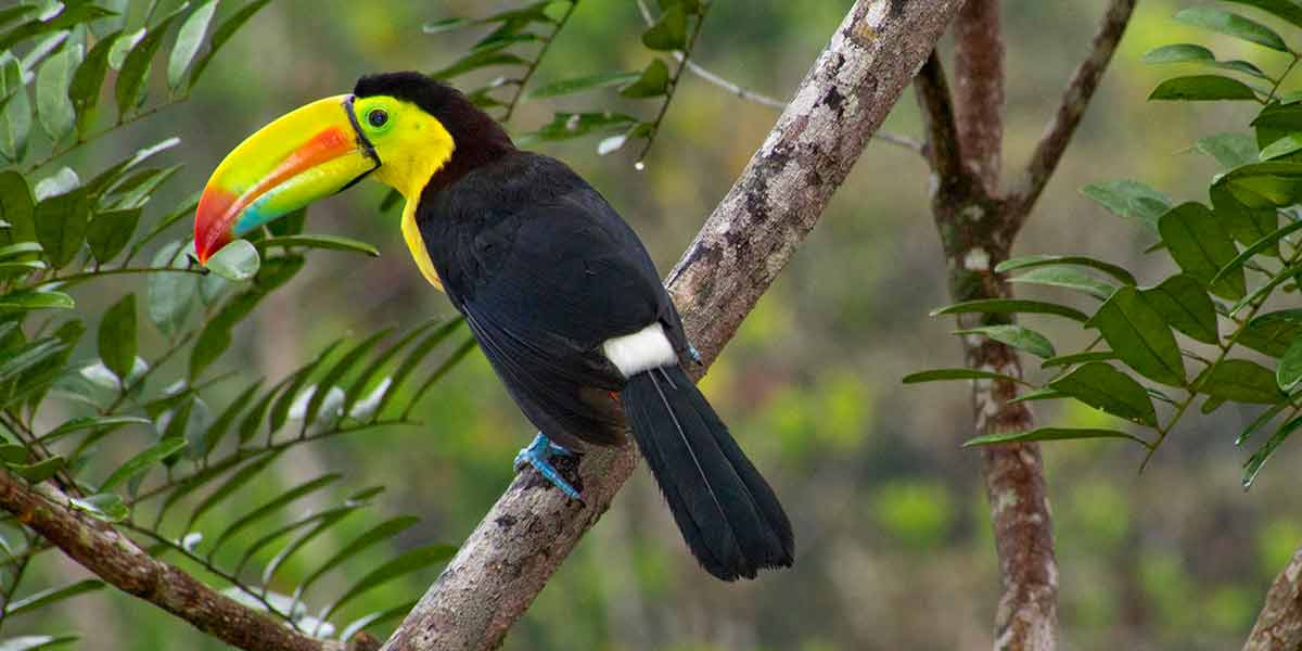 Keel-billed Toucan, Tropical Rainforest, Costa Rica