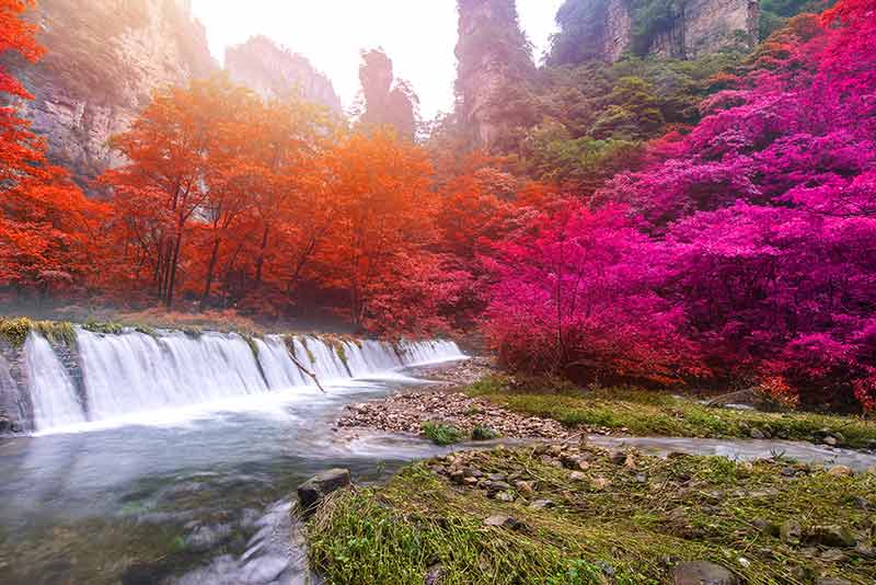 Waterfall In Golden Whip Stream At Zhangjiajie National Forest
