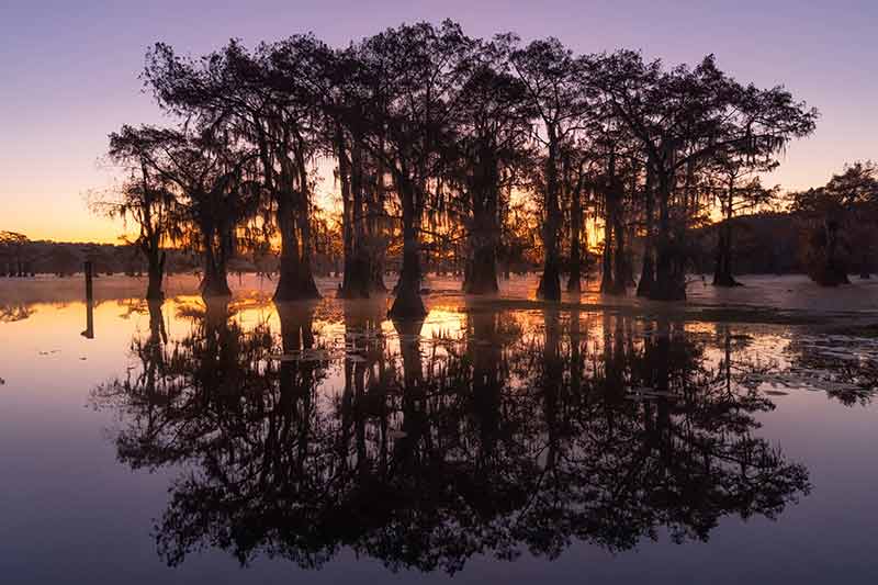 trees reflected in the water at dusk