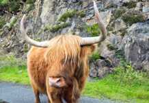 Galloway Cattle In Scotland