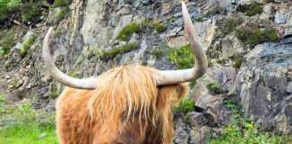 Galloway Cattle In Scotland
