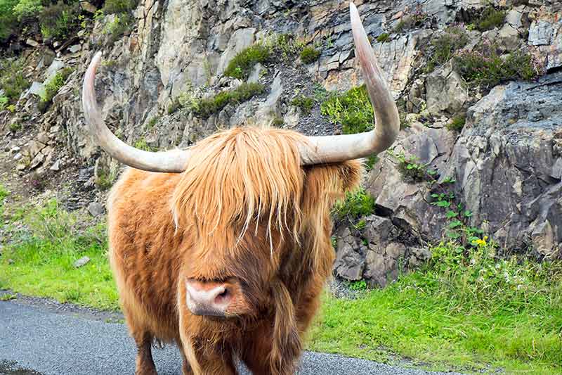Galloway Cattle In Scotland