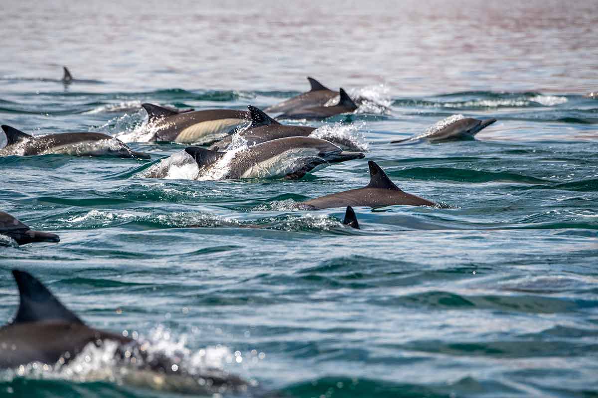 pod of dolphins in baja california sur