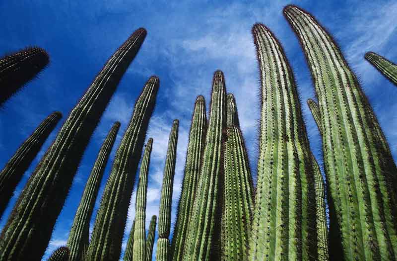 Arizona Organ Pipe Cactus against sky low angle view.