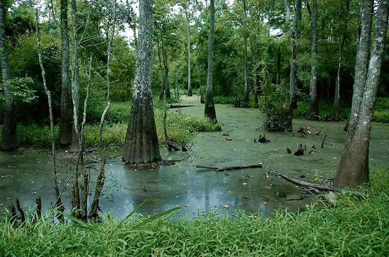 swamp in tickfaw state parks