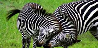 Zambia