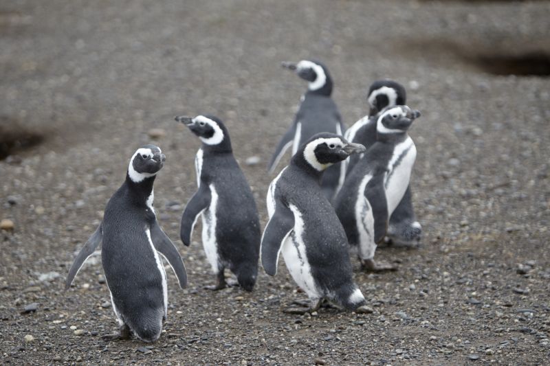 penguins in magdelena island