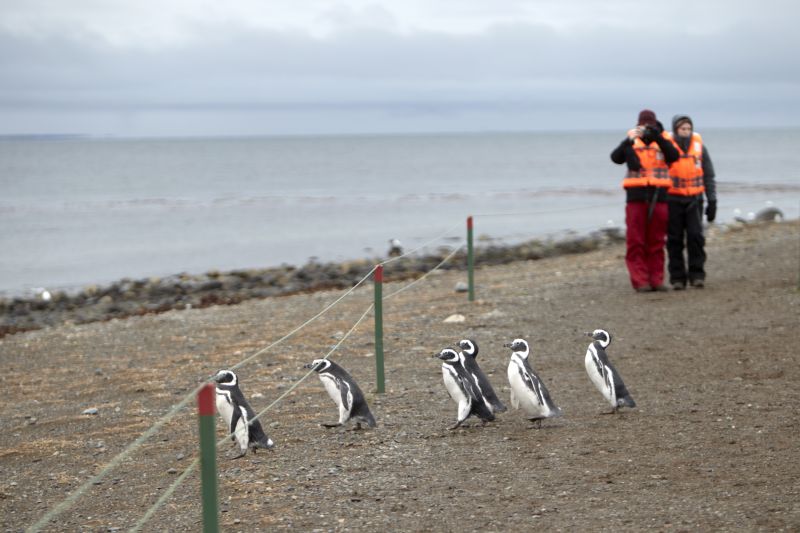 taking photos of the penguins on magdelena island