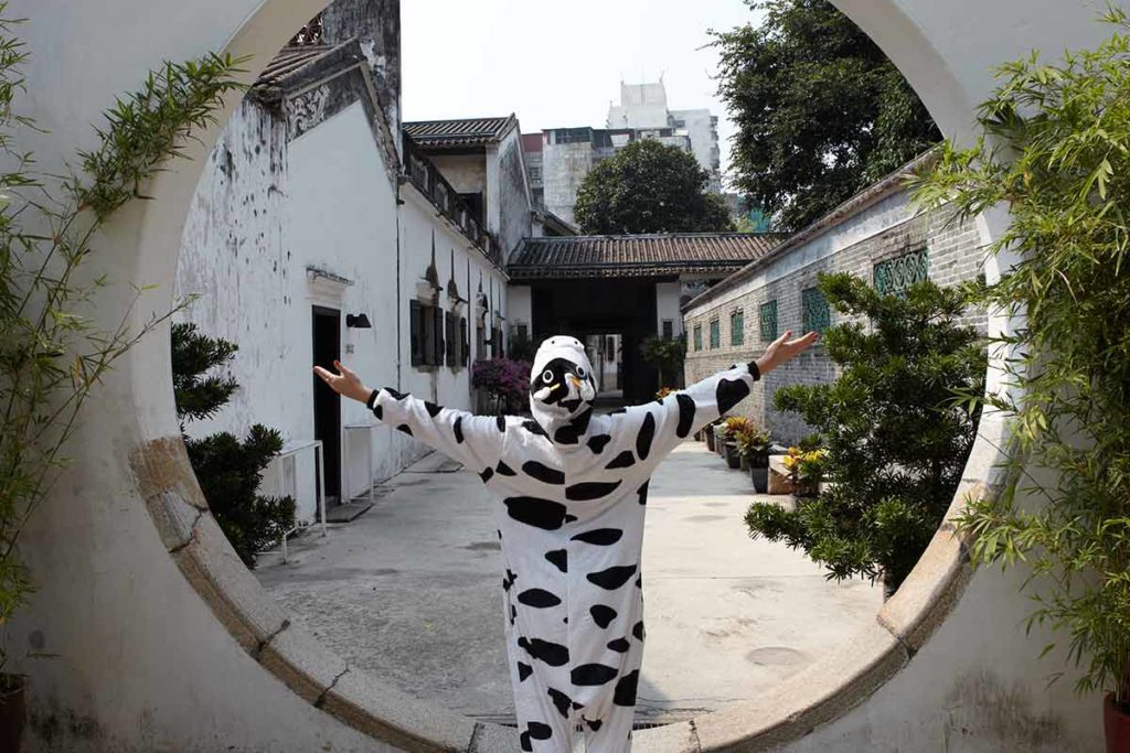 best time to visit macau in a cow suit